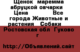 Щенок  маремма абруцкой овчарки › Цена ­ 50 000 - Все города Животные и растения » Собаки   . Ростовская обл.,Гуково г.